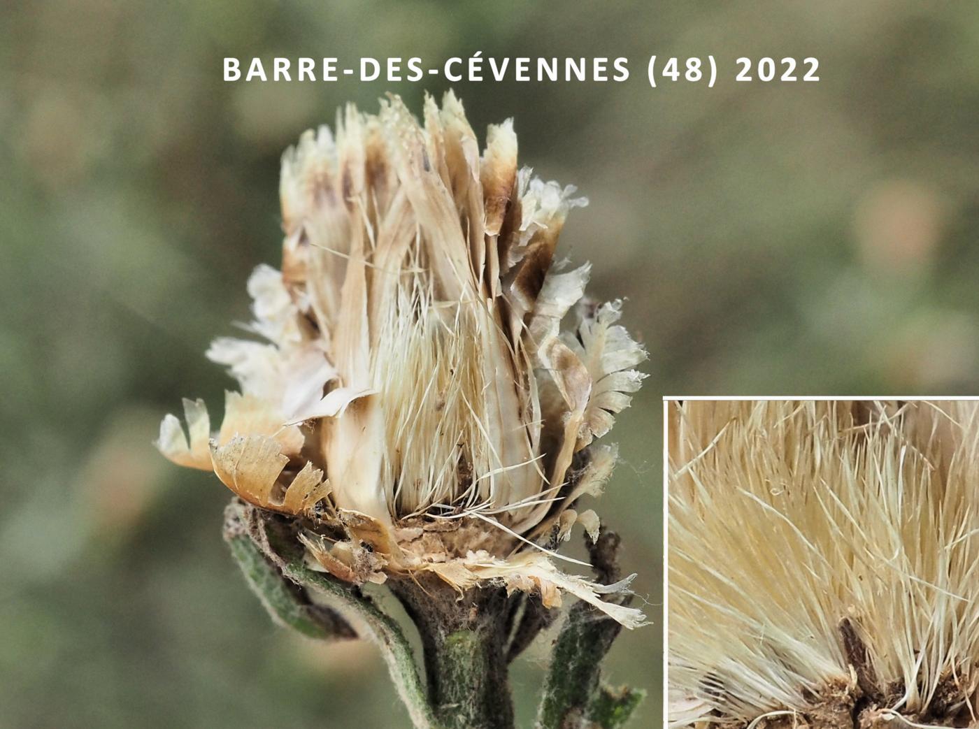 Knapweed of Timbalii fruit